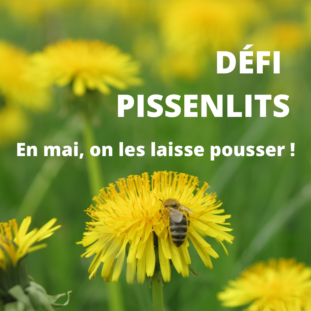 Défi Pissenlits 