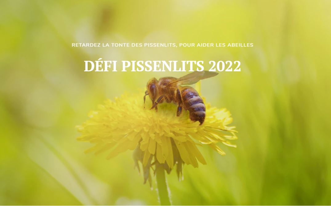 Défi pissenlits 2022