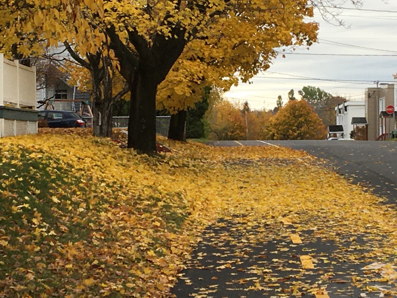 cueillette feuilles mortes 2