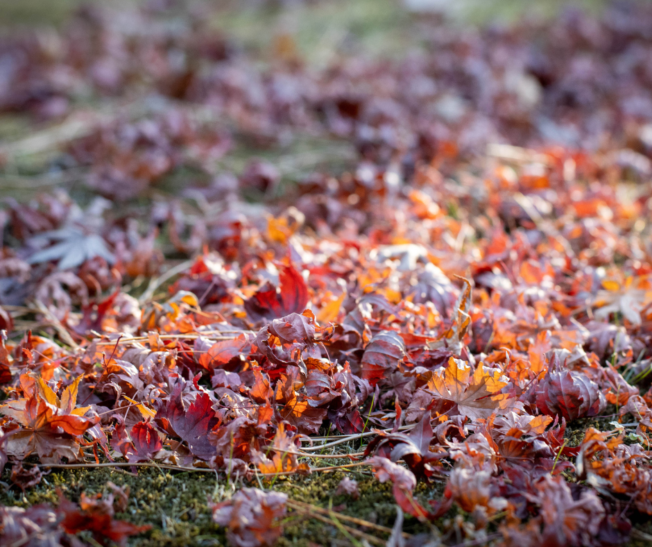 feuilles mortes